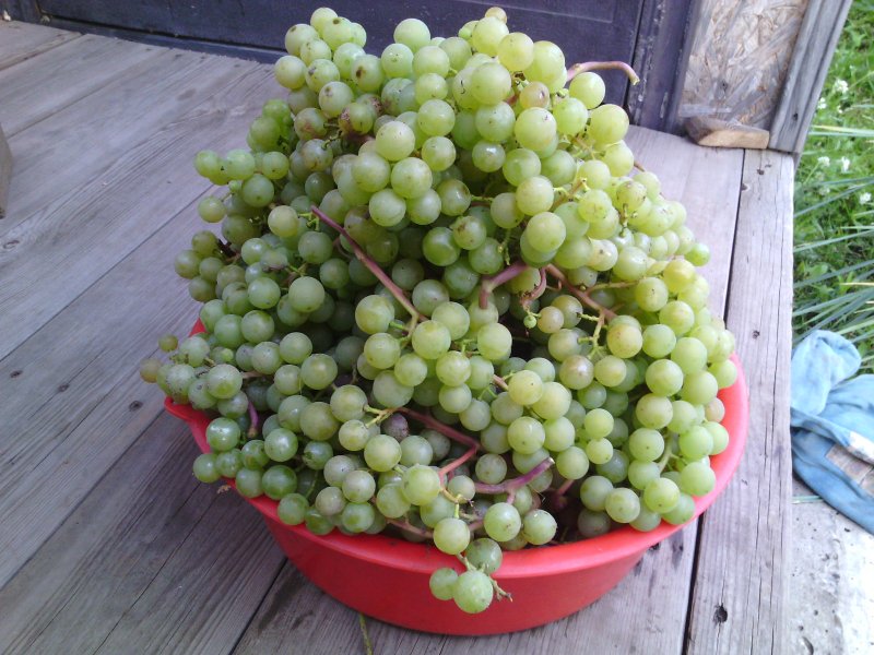 Кишмиш 5. Ведро винограда. Ранний сорт виноград ведро. Белый виноград в ведре. Ведро для сбора винограда.