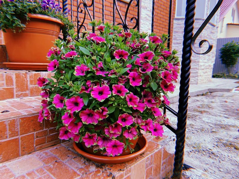 Какой горшок нужен для петунии. Петуния ампельная уникум. Петуния veranda purple. Какой горшок нужен для петунии. Какой горшок нужен для петунии.