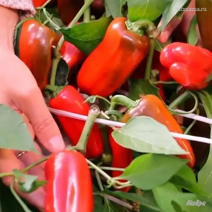 Перец лисичка гавриш. Перец сладкий лисичка оранжевая. Перец сладкий лисичка оранжевая гавриш. Перец лисичка гавриш. Семена перца лисичка оранжевая.