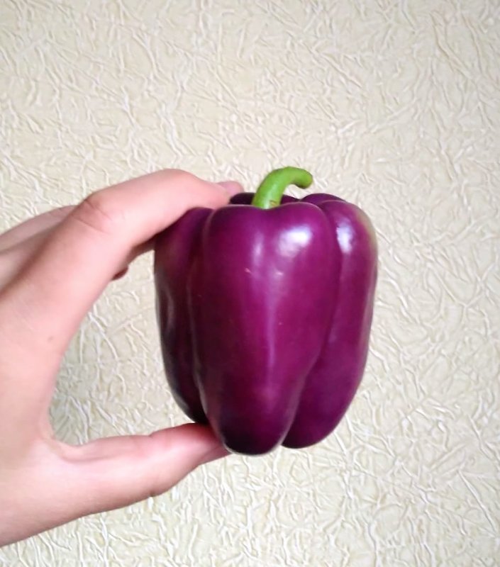 Перец сладкий текила f1. Перец текила f1 партнер. Перец раннее чудо f1 5шт (семко). Перец сладкий текила. Перец сорт текила.