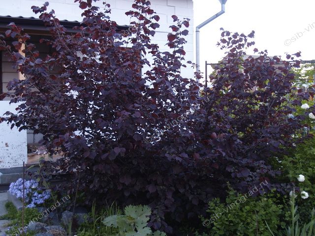 кустов ясный. куст 3д модель. лещина краснолистная академик яблоков. фундук академик яблоков. кустарники в лесу.