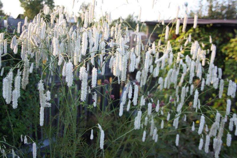 Кровохлебка Тонколистная Альба фото 8