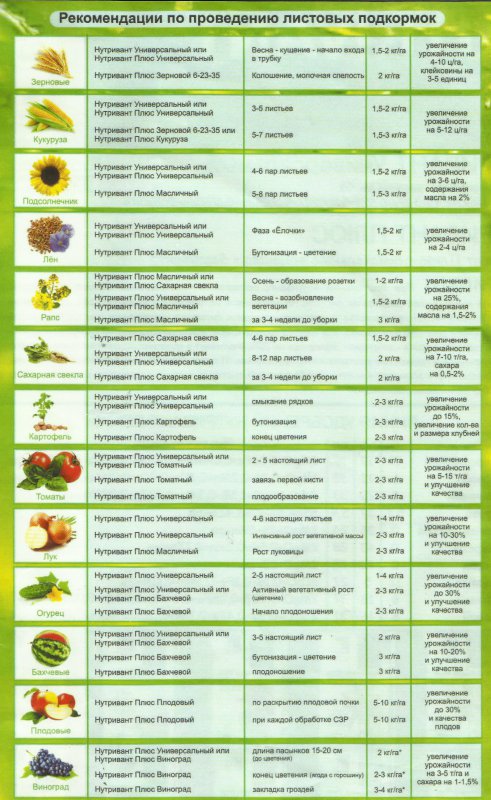 Лук кормящим можно. Удобрения для овощных культур таблица подкормки. Схема подкормки чеснока.