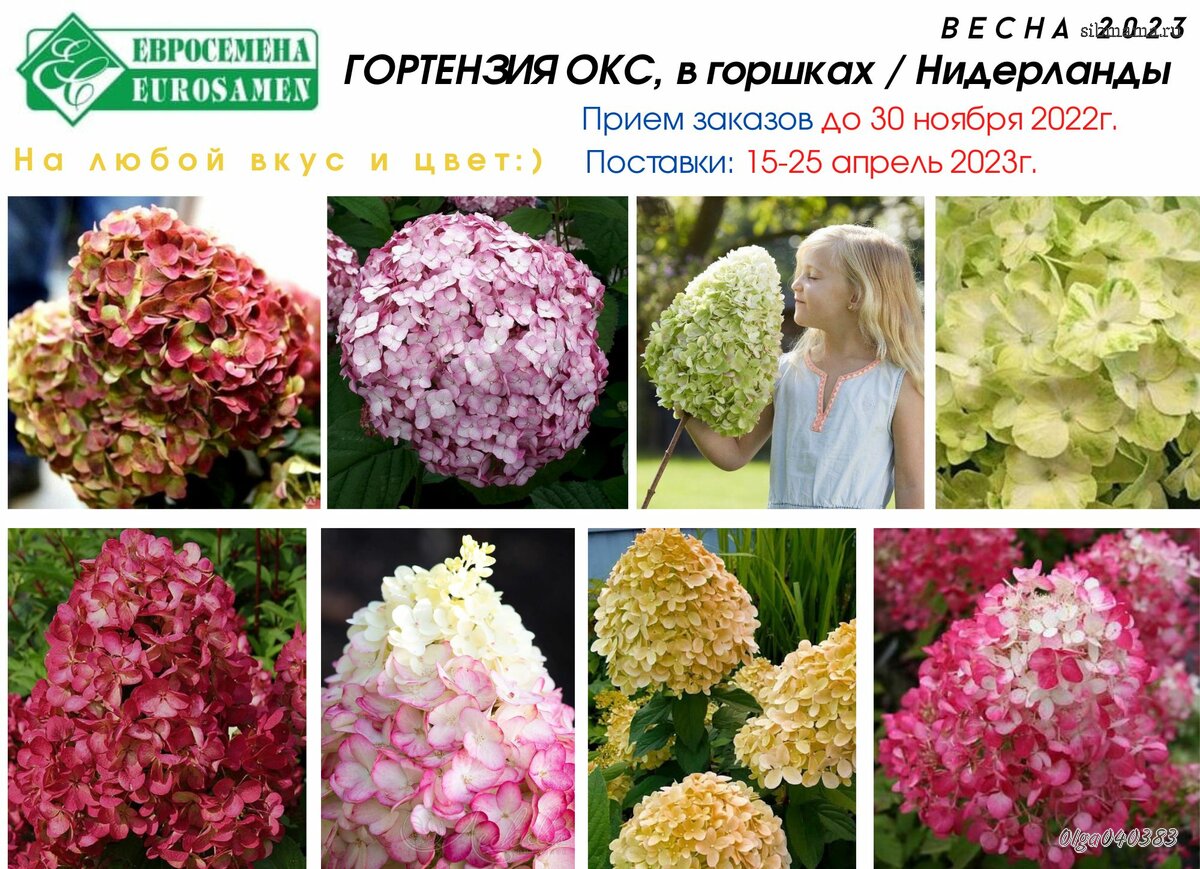 Купить Саженцы Интернет Магазин На Весну