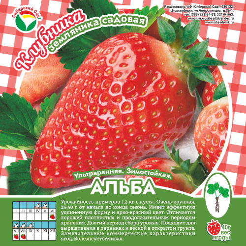 Земляника Альба Описание Фото Отзывы
