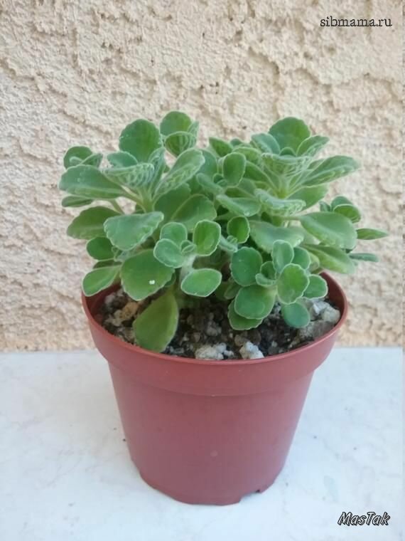 Plectranthus tomentosa