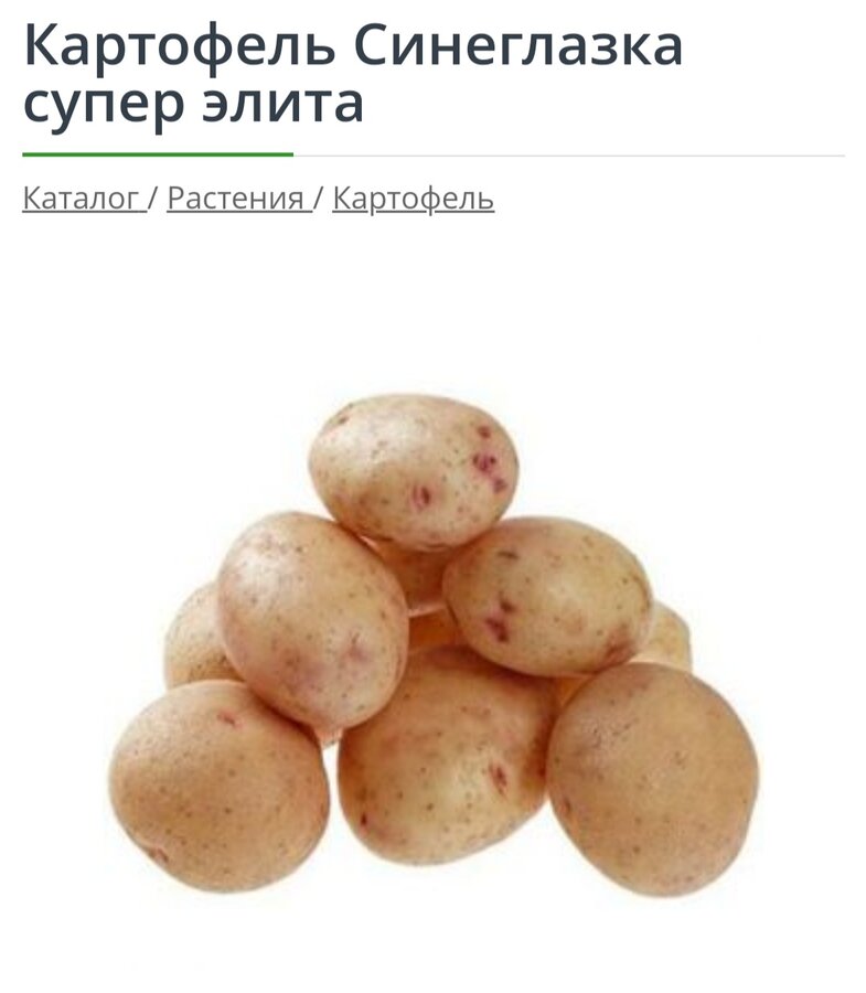 Синеглазка Картофель Купить Семена
