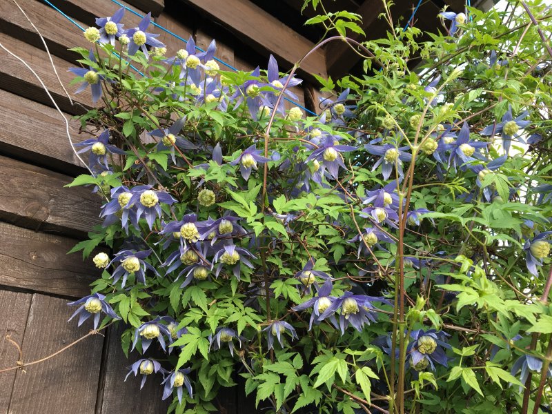 Клематис Купить Интернет Магазин Почтой