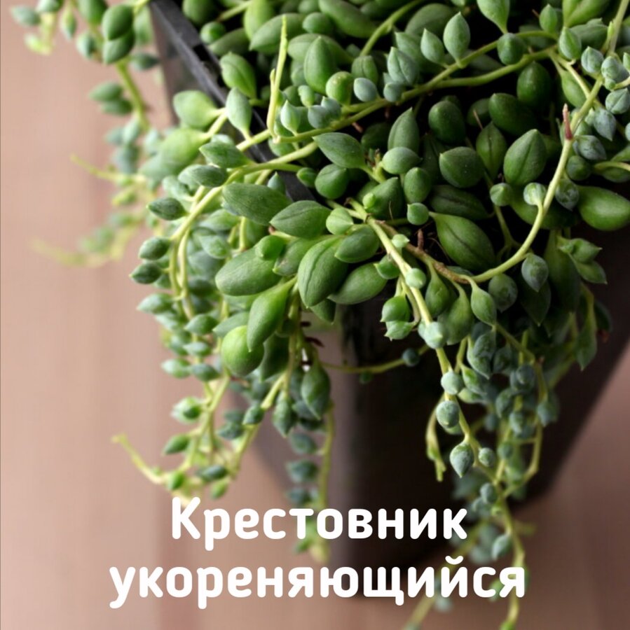 Крестовник Семена Купить