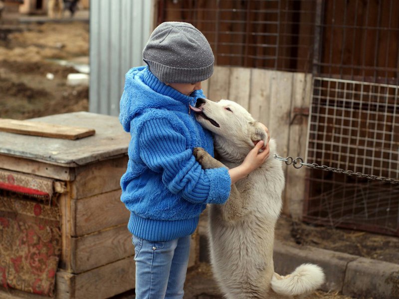 Приют человек помогите людям. Животные в приюте. Дети в приюте для животных. Забота о животных в приютах. Дети помогают приюту для животных.