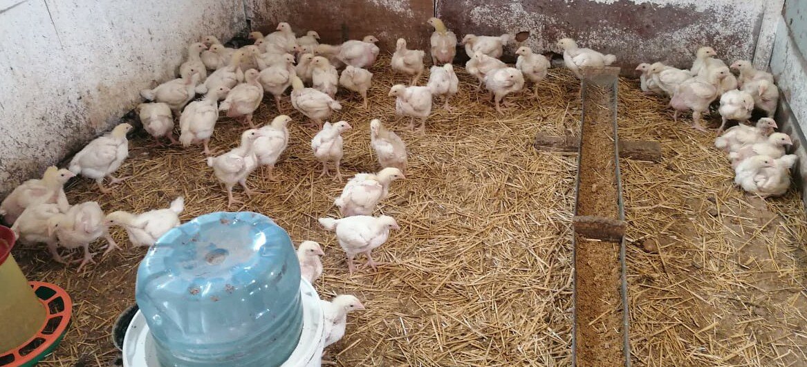 Объявления Аркадак Разное Авито Купить Бройлеров