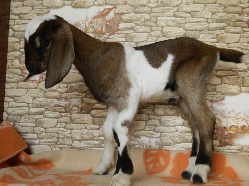 Купить нубийскую козу в новосибирске. Коза вислоухая нубийская. Англо-нубийская коза. Козел нубийской породы. Нубийские козы рогатые.